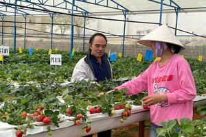 Nhiều năm lai tạo giống dâu tây mới