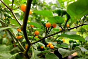 Di thực thành công loại ớt Aji Charapita đắt nhất thế giới về Đắk Nông