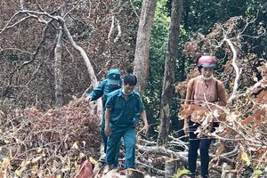 Điều tra, xử lý nghiêm vụ phá rừng ở Ia Grai