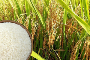 Giá lúa gạo hôm nay 7/4: Giá lúa biến động trái chiều, giá gạo 100% tấm xuất khẩu tăng