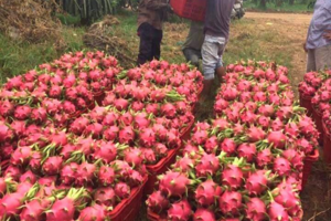 Giá ớt, thanh long tiếp tục 'nhảy dựng đứng'
