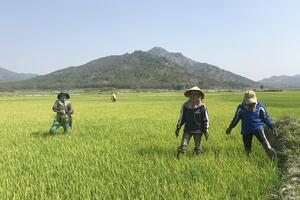 Chư Păh: Hơn 3,3 tỷ đồng xây dựng cánh đồng một giống và duy tu hạ tầng nông nghiệp