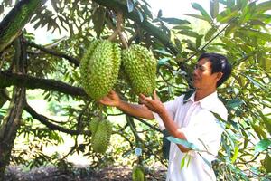 Đạ Huoai đẩy mạnh phát triển nông nghiệp hữu cơ từ sầu riêng