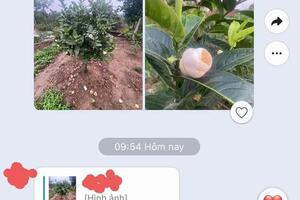 Bạch Hải Đường là hoa gì mà bỗng nhiên sốt giá, nửa tỷ đồng 1 cây bé tí, được săn lùng ráo riết?