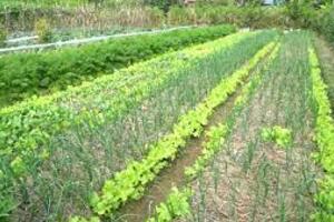 Phát triển mới 400 ha cây trồng hữu cơ