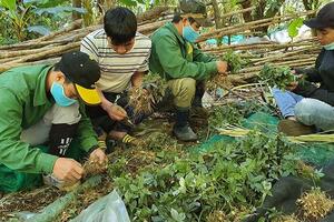 Làm giàu nhờ trồng cây "quốc bảo"