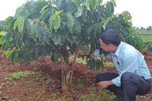 Tái canh, ghép cải tạo 59.484 ha cà phê