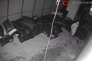 Truy bắt kẻ trộm 770 kg tiêu của dân ở huyện Bảo Lâm
