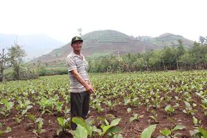 Chư Păh: Nâng tầm giá trị cây dong riềng