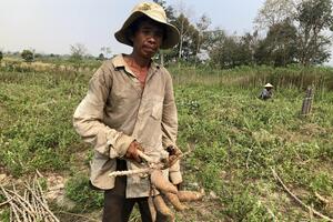 Krông Pa: Người trồng mì gặp khó do năng suất giảm sâu