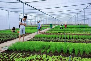 Một năm chứng nhận hơn 259,5 ha sản xuất VietGAP