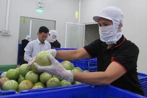 Thái Lan có nhu cầu lớn nhập trái cây tươi, hàng Việt nhiều cơ hội