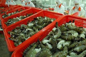 Hàng Việt thích ứng ‘tiêu chuẩn xanh’ của thị trường EU