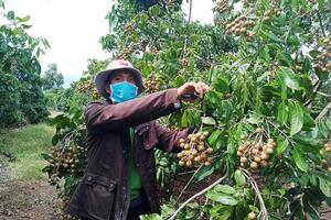 Kông Chro cần khắc phục khó khăn, phát triển nông nghiệp theo hướng bền vững