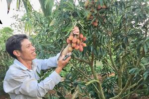 Vải lai chín sớm, vải trứng đem vô trồng ở Đắk Lắk, ai ngờ cây nào cũng sai quả muốn gãy cành, bán đắt tiền