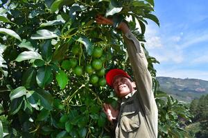 Nông nghiệp bền vững - tiếp tục những giải pháp chuyển đổi