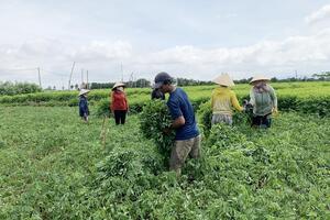 Ia Trok hướng đến vùng chuyên canh rau ngót