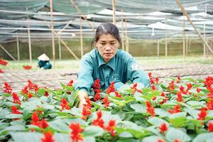Nữ công nhân đam mê tạo giống mới làm đẹp thành phố