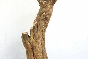 Vùng đất Nam bộ, dân trồng cây kiểng cổ, chơi thỏa thích, vào một ngày đẹp trời ai ngờ lãi quan viên