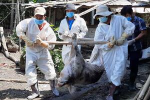 Việt Nam là nước đầu tiên sản xuất thành công vắc xin dịch tả lợn châu Phi