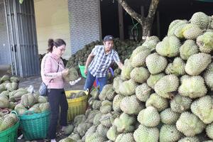 Giá sầu riêng tăng cao, nông dân phấn khởi