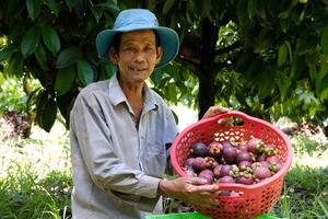 Nông dân Đức Phổ trồng măng cụt hữu cơ