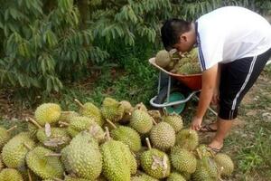 Xuất khẩu sầu riêng chính ngạch sang thị trường Trung Quốc