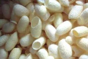 Lâm Hà: Sản lượng kén tằm tăng 13,4%
