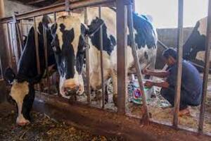 Đơn Dương: Tổng đàn bò sữa giảm 1,9% so với cuối năm 2021