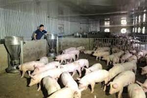 Lâm Hà: Hỗ trợ người dân chăn nuôi lợn theo hướng an toàn sinh học