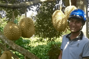 Trồng sầu riêng Dona hạt lép cơm vàng, anh nông dân Đắk Lắk hái 10 tấn trái, lãi 300 triệu