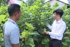 Đạ Tẻh: Giải ngân 600 triệu đồng cho 12 hộ vay trồng dâu, nuôi tằm