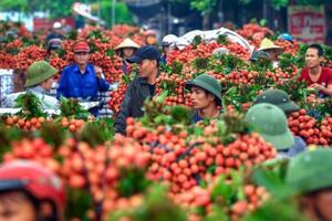 Ngày 7/9, Báo Công Thương tổ chức tọa đàm “Kết nối thông tin, tìm đầu ra cho nông sản vùng dân tộc thiểu số và miền núi”