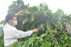 Một giống cà phê bản địa của một xã của Đắk Nông vừa được đặc cách lưu hành