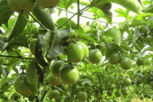 Đức Trọng: Phát triển hơn 237 ha chanh dây