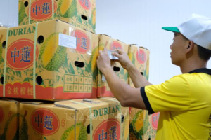 Lâm Đồng xuất khẩu hơn 70 tấn sầu riêng đầu tiên sang Trung Quốc