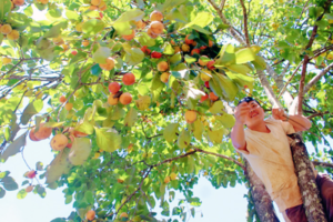 Thứ trái đặc sản này đang chín vàng, chín đỏ ở Lâm Đồng, vườn nào cũng xôn xao kẻ ra người vào