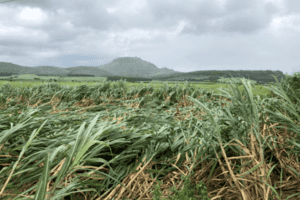 Nhiều diện tích cây trồng, đặc biệt là mía, lúa, hoa màu... bị ngã đổ