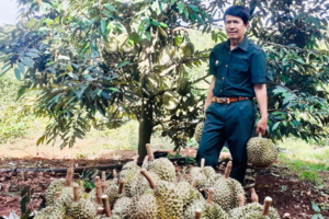 Cựu chiến binh ở Ia Grai trồng cây ăn quả "hái" ra tiền