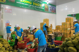 Khi sầu riêng xuất khẩu chính ngạch