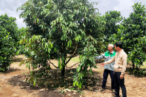 Nông hội: "Điểm tựa" của nông dân Ia Grai