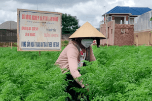 Xây dựng vùng cà rốt sạch ngoại ô