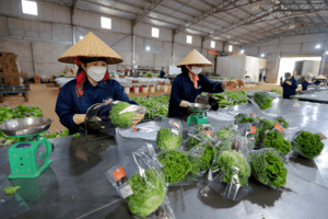 Rau thủy canh Lâm Đồng xuất đi Singapore, Hàn Quốc