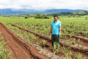 Phát triển cây dược liệu ở Gia Lai chưa tương xứng với tiềm năng