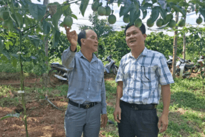Kỳ vọng mô hình liên kết sản xuất chanh dây VietGAP