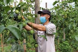 Công nhận vườn cây đầu dòng chanh dây Đài nông 1