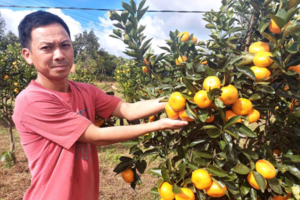 Nông dân Kbang trồng cây có múi cho thu nhập ổn định