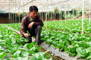 Rau liên kết tăng giá trị từ 10 - 15%