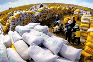 Giá lúa gạo hôm nay 5/12: Giá cao, thị trường sôi động phiên đầu tuần