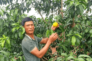 Trồng vú sữa Hoàng Kim cho thu nhập cao
